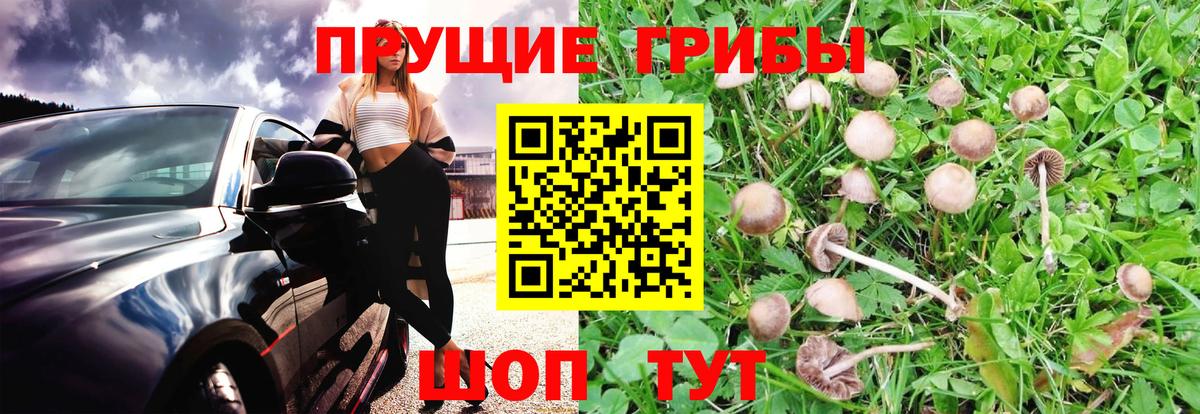 Губаха  Галлюциногенные грибы прущие грибы  Вход с VPN 